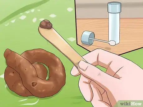 Imagen titulada Identify Different Dog Worms Step 5
