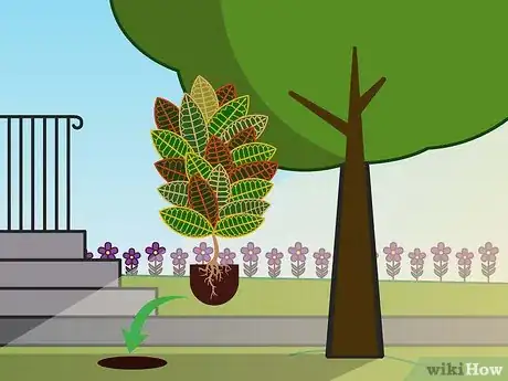 Imagen titulada Care for a Croton Plant Step 05