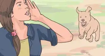 detener una pelea de perros