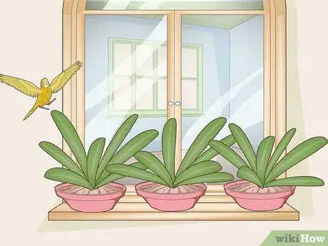 Imagen titulada Stop Birds from Attacking Windows Step 5