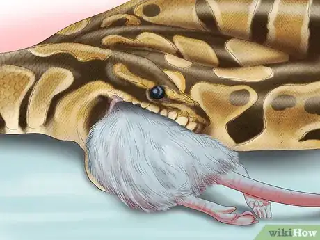 Imagen titulada Care for Your Ball Python Step 18