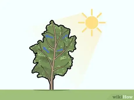 Imagen titulada Prune Pecan Trees Step 5