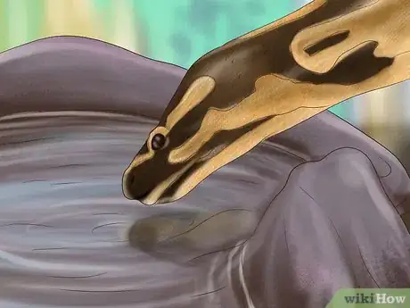 Imagen titulada Care for Your Ball Python Step 19