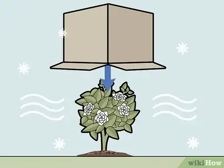 Imagen titulada Care for Gardenias Step 13