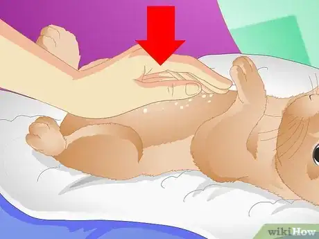 Imagen titulada Clean Your Rabbit Without Bathing It Step 8
