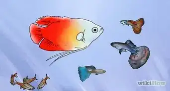 criar guppys
