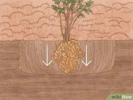 Imagen titulada Grow Crepe Myrtle Step 7