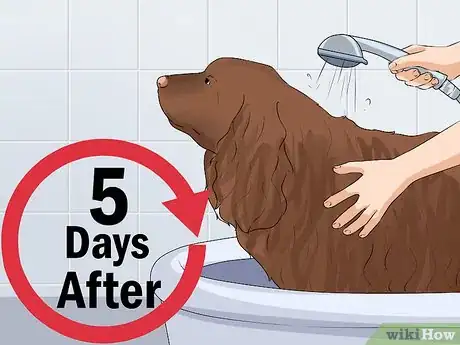 Imagen titulada Clean a Mother Dog After She Gives Birth Step 7