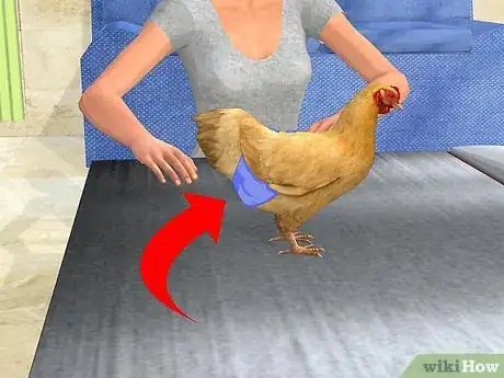 Imagen titulada Care for a Chicken in an Apartment Step 9