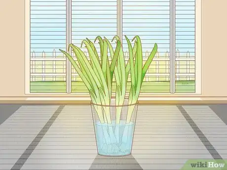Imagen titulada Grow Onions Indoors Step 17
