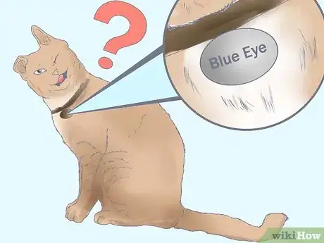 Imagen titulada Make a Warrior Cat Name Step 8