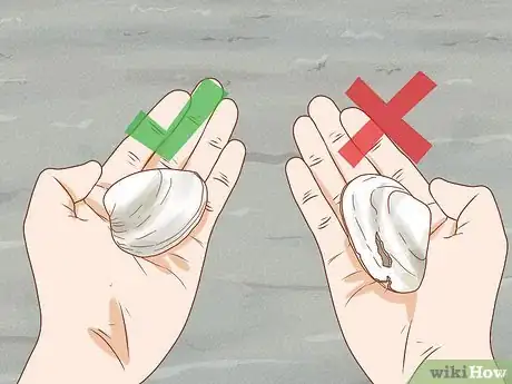 Imagen titulada Dig for Clams Step 16
