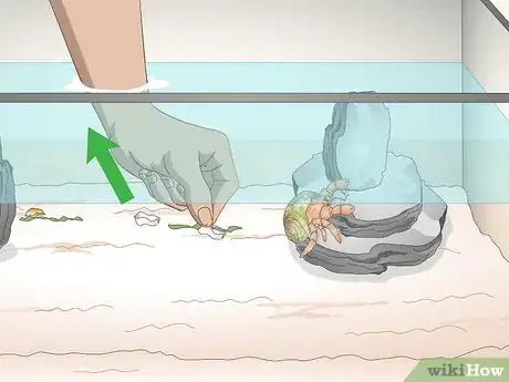 Imagen titulada Care for a Marine Hermit Crab Step 8