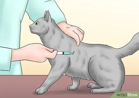 Imagen titulada Care for a Cat with Kidney Failure Step 7