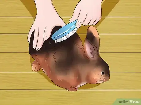 Imagen titulada Care for Rex Rabbits Step 6