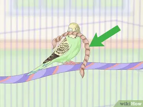 Imagen titulada House a Parakeet Step 10