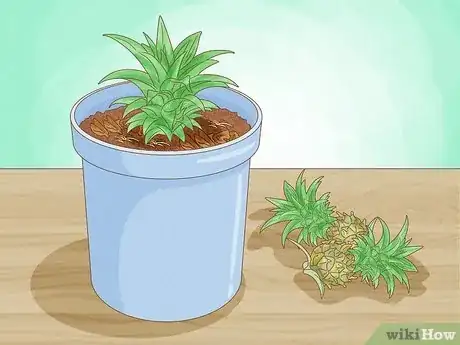 Imagen titulada Grow Dwarf Pineapples Step 7