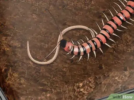 Imagen titulada Care for a Centipede Step 7