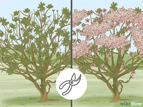 Imagen titulada Prune a Magnolia Tree Step 2