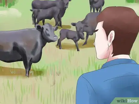 Imagen titulada Raise Black Angus Cattle Step 5