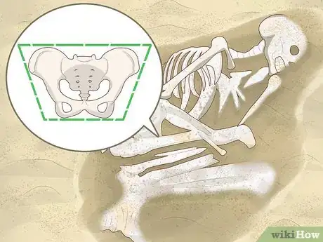 Imagen titulada Identify Human Bones Step 6