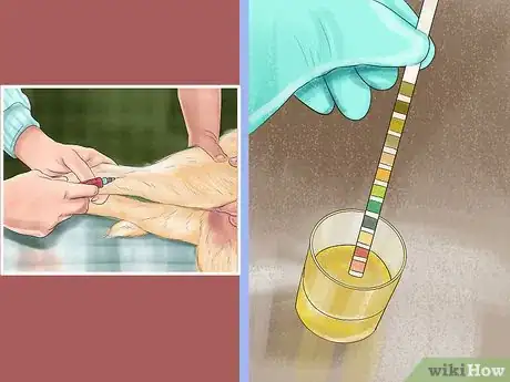 Imagen titulada Diagnose Liver Disease in Older Dogs Step 4