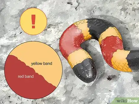 Imagen titulada Tell the Difference Between a Milk Snake and a Coral Snake Step 3