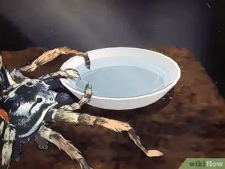 Imagen titulada Keep Spiders As Pets Step 9