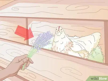 Imagen titulada Get Your Hen to Become Broody Step 9