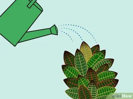 Imagen titulada Care for a Croton Plant Step 12