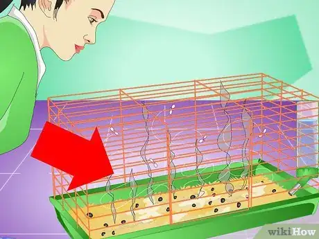 Imagen titulada Clean Your Rabbit Without Bathing It Step 9