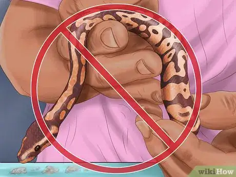 Imagen titulada Care for Your Ball Python Step 16