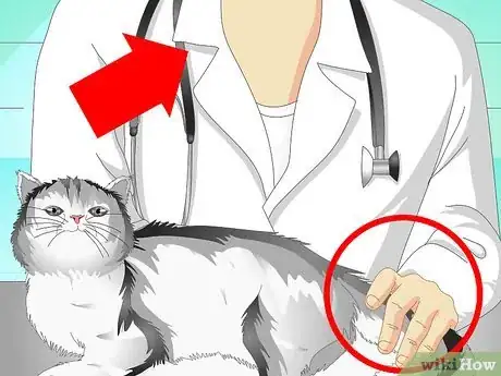 Imagen titulada Treat a Cat's Broken Tail Step 3