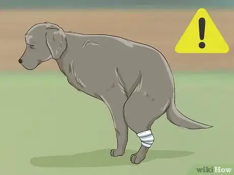 Imagen titulada Help Your Dog Recover from Surgery Step 21