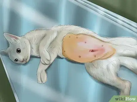Imagen titulada Retrain a Cat to Use the Litter Box Step 10