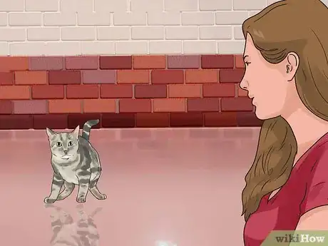 Imagen titulada Get Your Cat to Stop Hissing Step 12