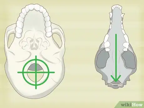 Imagen titulada Identify Human Bones Step 4