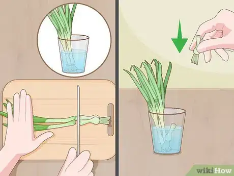 Imagen titulada Grow Onions Indoors Step 19