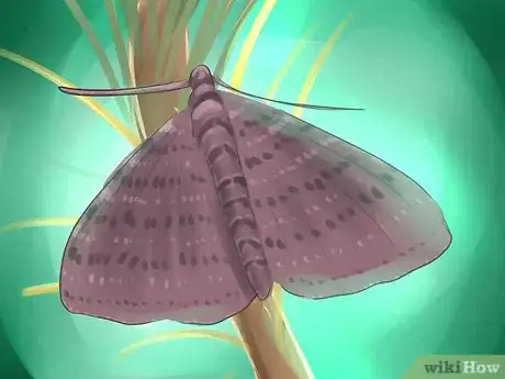 Imagen titulada Get Rid of Bagworms Step 14