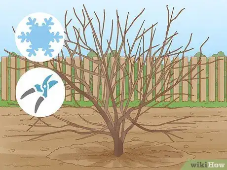 Imagen titulada Prune a Mulberry Tree Step 5