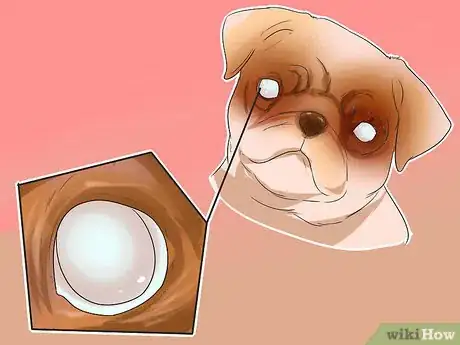 Imagen titulada Treat Eye Problems in Pugs Step 1