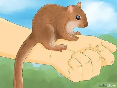 Imagen titulada Keep a Pet Squirrel Step 3