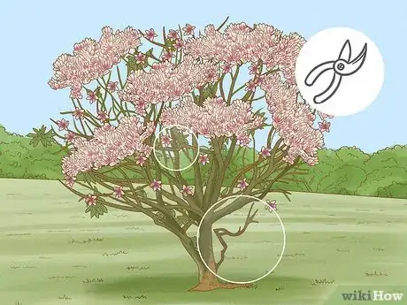 Imagen titulada Prune a Magnolia Tree Step 7