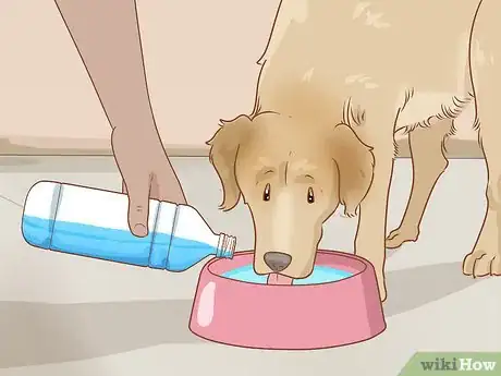 Imagen titulada Care for Dogs Step 7