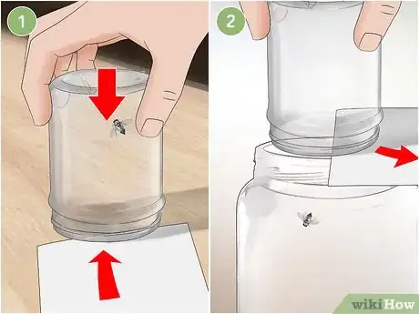 Imagen titulada Keep a Pet Fly Step 5