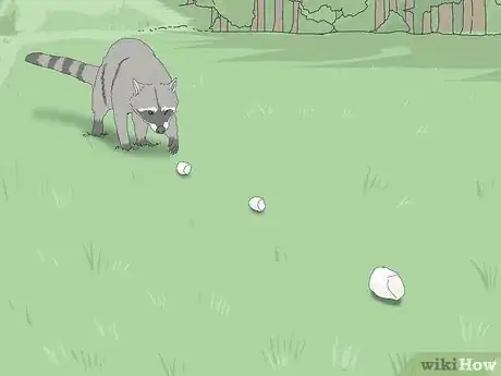 Imagen titulada Trap Raccoons Step 7