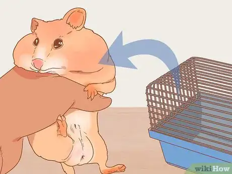 Imagen titulada Care for Your Pregnant Hamster Step 14