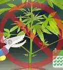 podar la marihuana