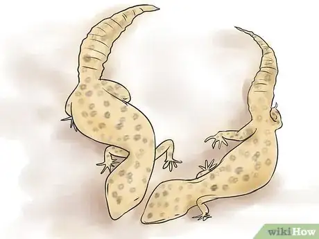 Imagen titulada Breed Leopard Geckos Step 6
