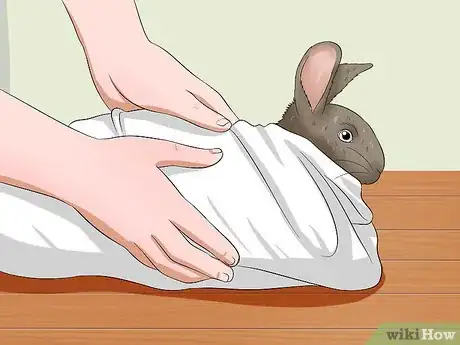 Imagen titulada Care for a Sneezing Rabbit Step 7